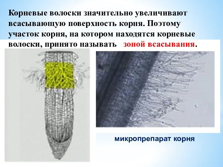 Корневые волоски значительно увеличивают всасывающую поверхность корня. Поэтому участок корня, на котором