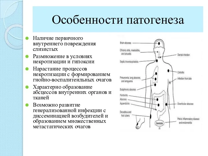 Особенности патогенеза Наличие первичного внутреннего повреждения слизистых Размножение в условиях некротизации и