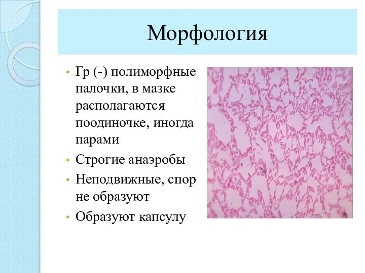 Морфология Гр (-) полиморфные палочки, в мазке располагаются поодиночке, иногда парами Строгие