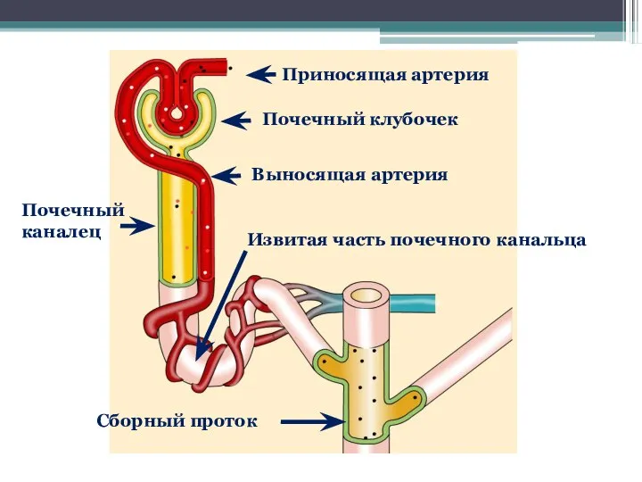 Приносящая артерия Почечный клубочек Выносящая артерия Почечный каналец Сборный проток Извитая часть почечного канальца