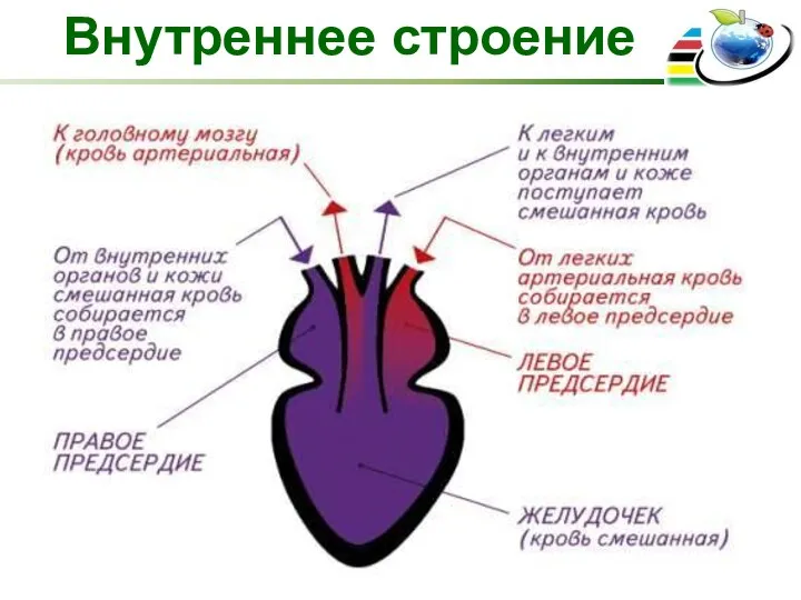 Внутреннее строение