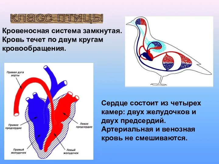 класс птицы Кровеносная система замкнутая. Кровь течет по двум кругам кровообращения. Сердце