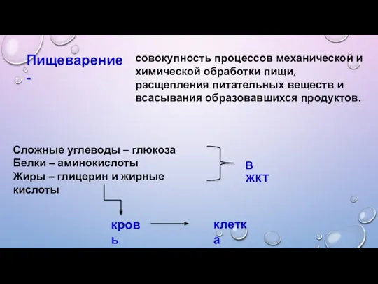 совокупность процессов механической и химической обработки пищи, расщепления питательных веществ и всасывания