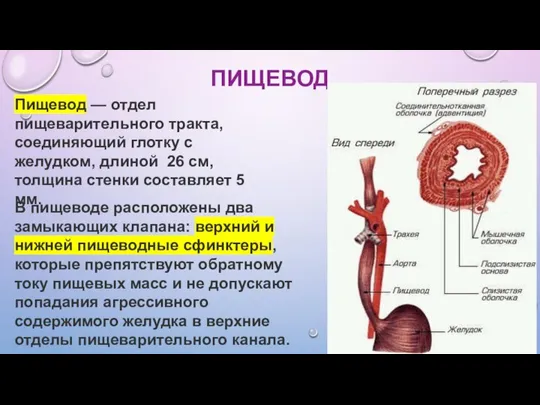 ПИЩЕВОД Пищевод — отдел пищеварительного тракта, соединяющий глотку с желудком, длиной 26