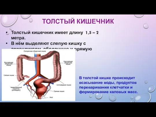 ТОЛСТЫЙ КИШЕЧНИК Толстый кишечник имеет длину 1,5 – 2 метра. В нём