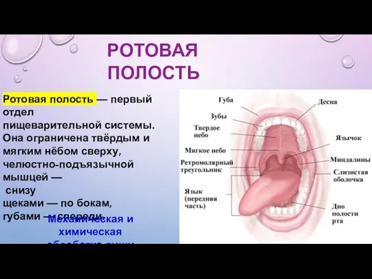 Ротовая полость — первый отдел пищеварительной системы. Она ограничена твёрдым и мягким