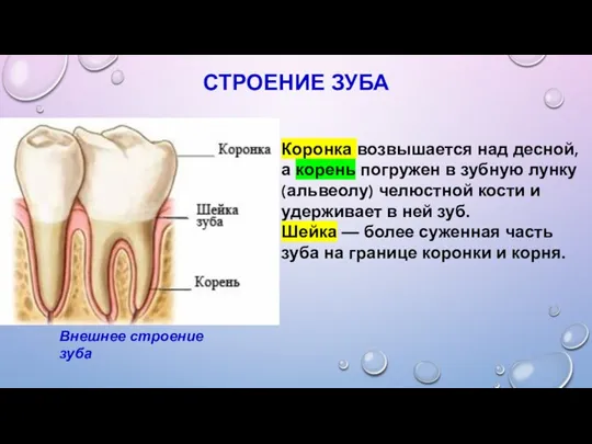 СТРОЕНИЕ ЗУБА Коронка возвышается над десной, а корень погружен в зубную лунку