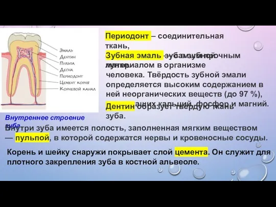 Внутреннее строение зуба Периодонт – соединительная ткань, фиксирующая зуб в зубной лунке.