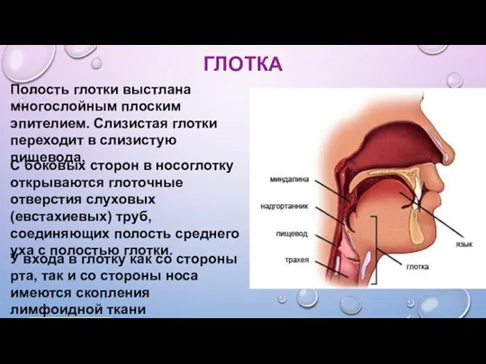 ГЛОТКА Полость глотки выстлана многослойным плоским эпителием. Слизистая глотки переходит в слизистую