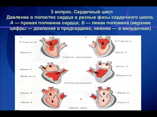 3 вопрос. Сердечный цикл Давление в полостях сердца в разные фазы сердечного