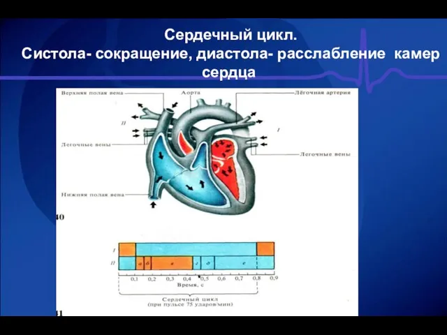 Сердечный цикл. Систола- сокращение, диастола- расслабление камер сердца