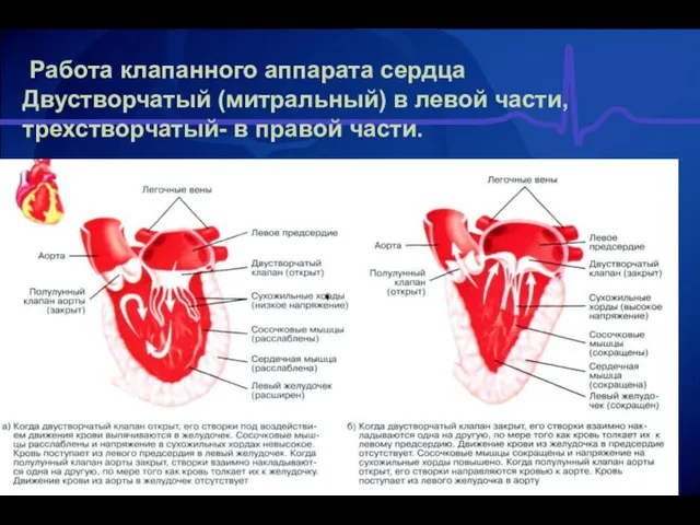 Работа клапанного аппарата сердца Двустворчатый (митральный) в левой части, трехстворчатый- в правой
