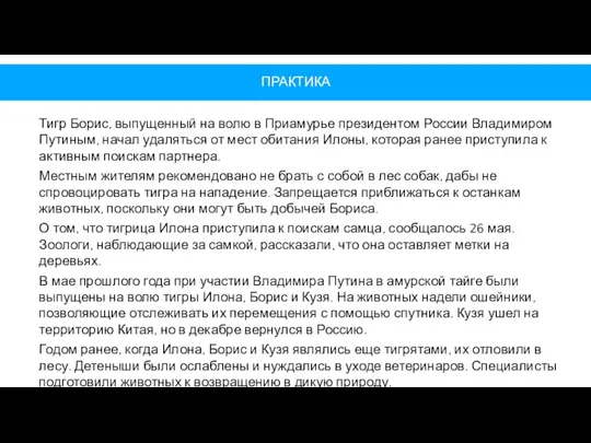 ПРАКТИКА Тигр Борис, выпущенный на волю в Приамурье президентом России Владимиром Путиным,