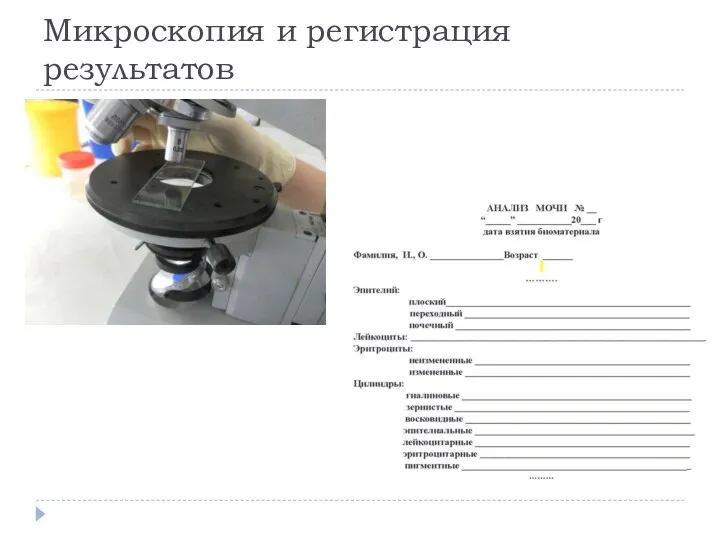 Микроскопия и регистрация результатов