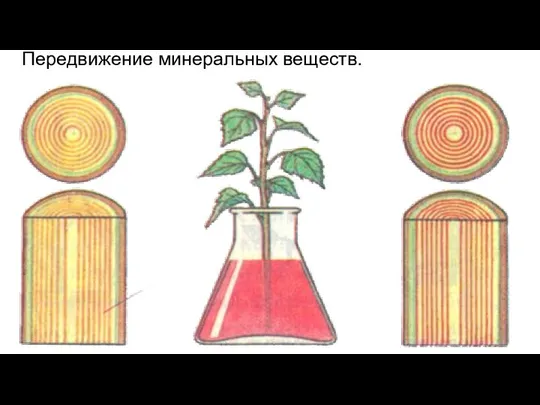 Передвижение минеральных веществ.