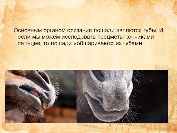 Основным органом осязания лошади являются губы. И если мы можем исследовать предметы