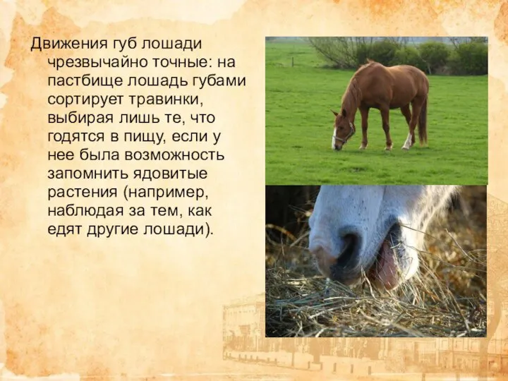 Движения губ лошади чрезвычайно точные: на пастбище лошадь губами сортирует травинки, выбирая
