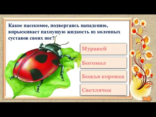 Какое насекомое, подвергаясь нападению, впрыскивает пахнущую жидкость из коленных суставов своих ног?