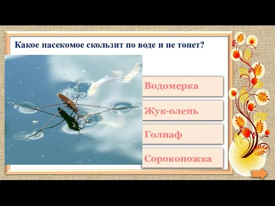 Какое насекомое скользит по воде и не тонет?