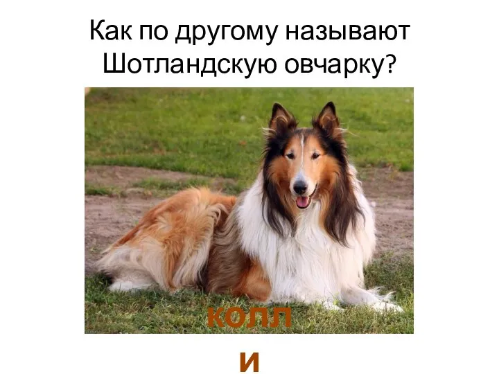 Как по другому называют Шотландскую овчарку? колли