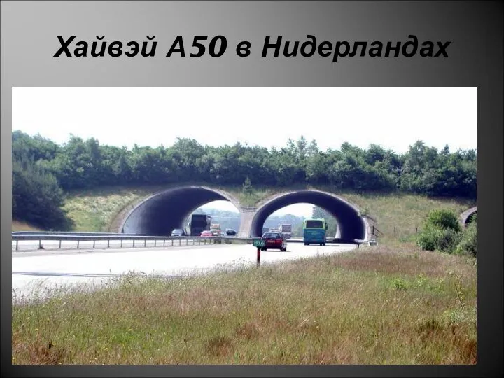 Хайвэй А50 в Нидерландах