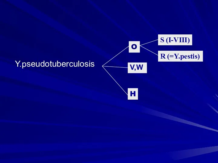 Y.pseudotuberculosis O S (I-VIII) R (=Y.pestis) V,W H