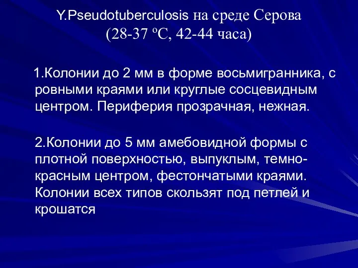 Y.Pseudotuberculosis на среде Серова (28-37 оС, 42-44 часа) 1.Колонии до 2 мм