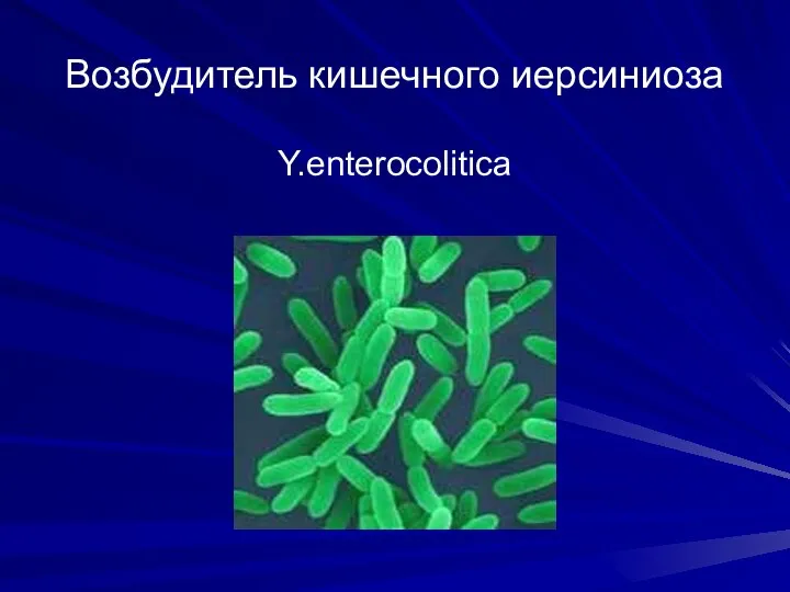 Возбудитель кишечного иерсиниоза Y.enterocolitica