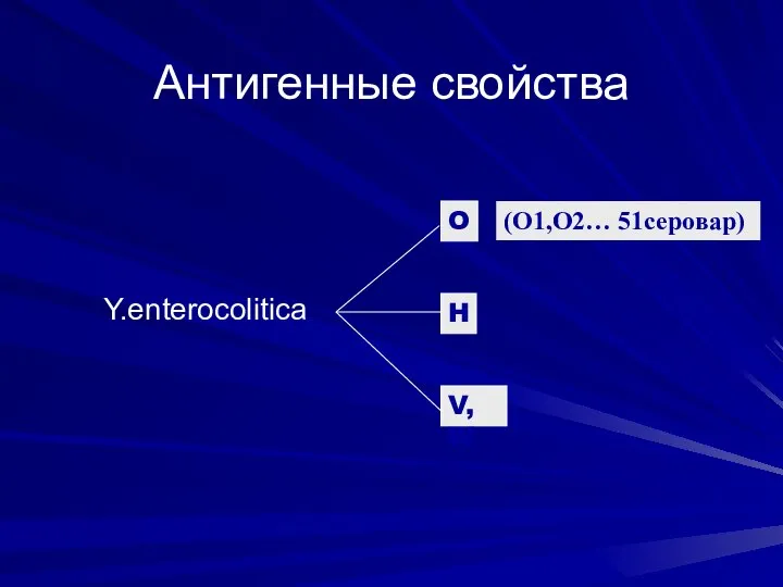 Антигенные свойства Y.enterocolitica H O V,W (O1,O2… 51серовар)