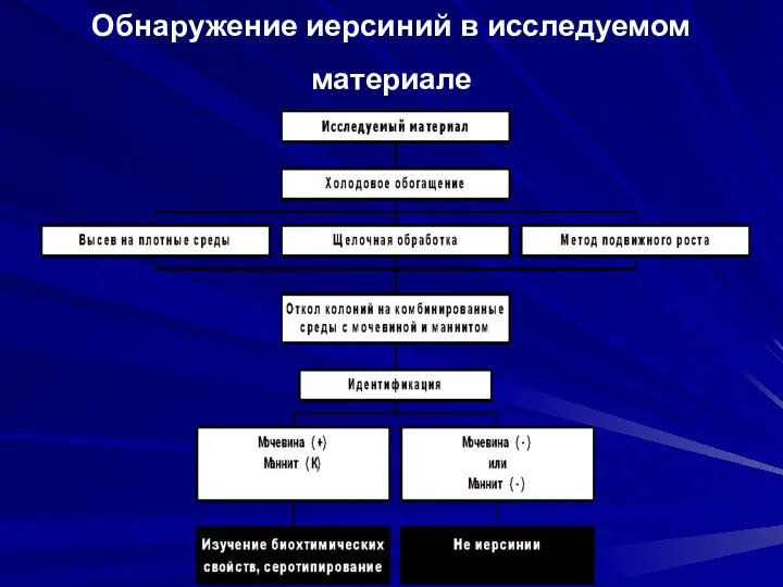 Обнаружение иерсиний в исследуемом материале