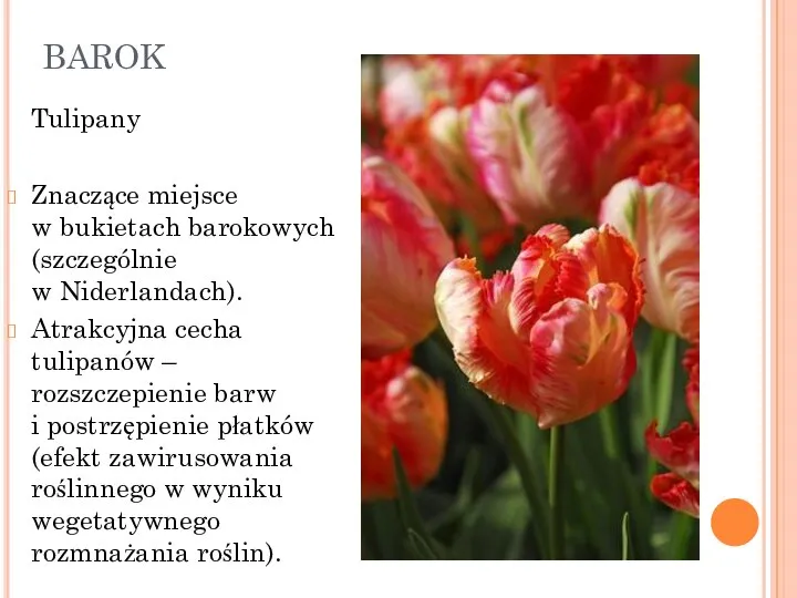 BAROK Tulipany Znaczące miejsce w bukietach barokowych (szczególnie w Niderlandach). Atrakcyjna cecha
