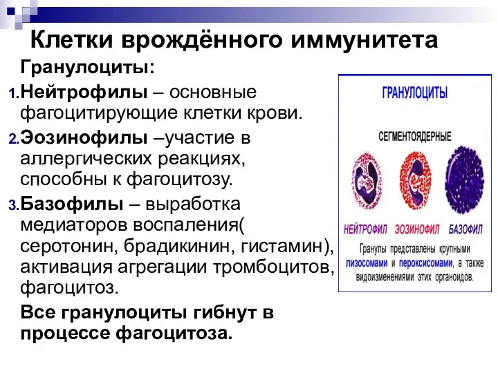 Клетки врождённого иммунитета Гранулоциты: Нейтрофилы – основные фагоцитирующие клетки крови. Эозинофилы –участие