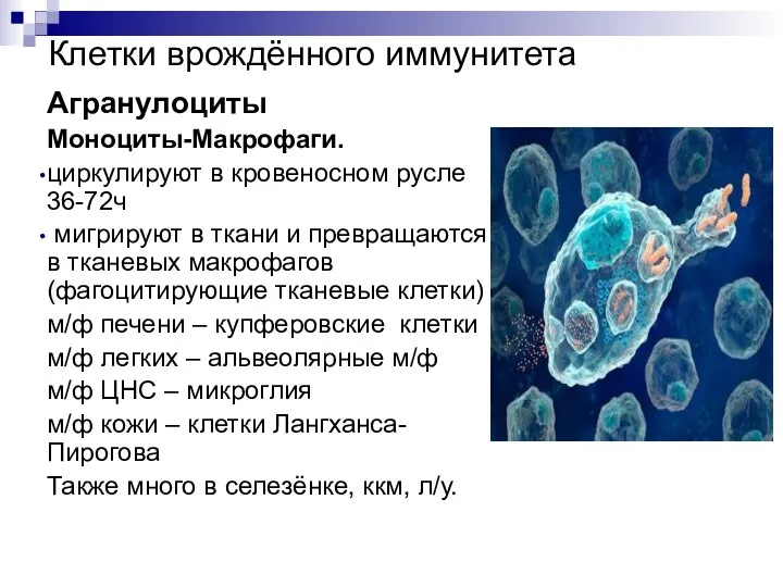 Клетки врождённого иммунитета Агранулоциты Моноциты-Макрофаги. циркулируют в кровеносном русле 36-72ч мигрируют в
