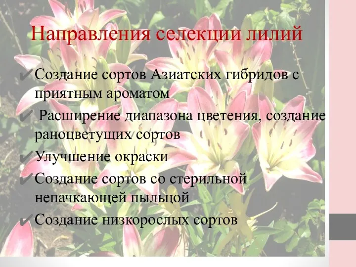 Создание сортов Азиатских гибридов с приятным ароматом Расширение диапазона цветения, создание раноцветущих