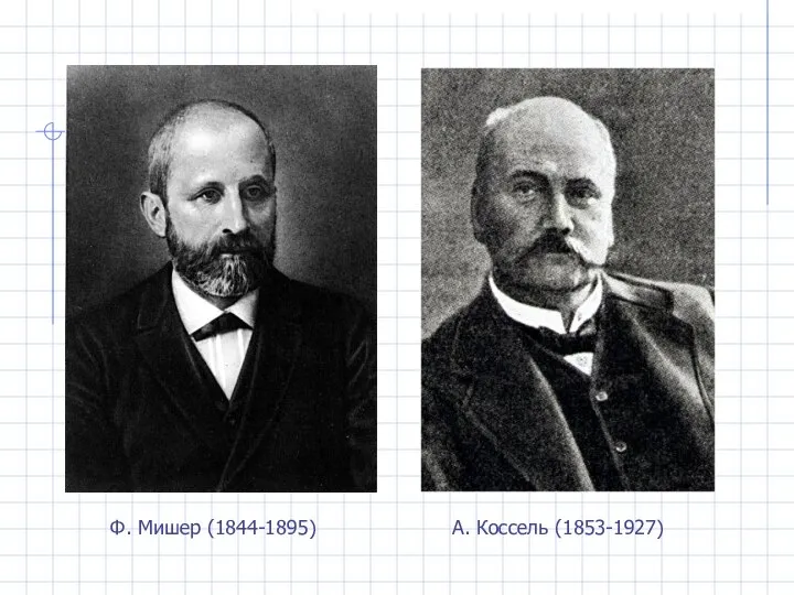Ф. Мишер (1844-1895) А. Коссель (1853-1927)