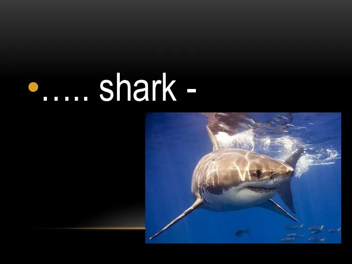 ….. shark -