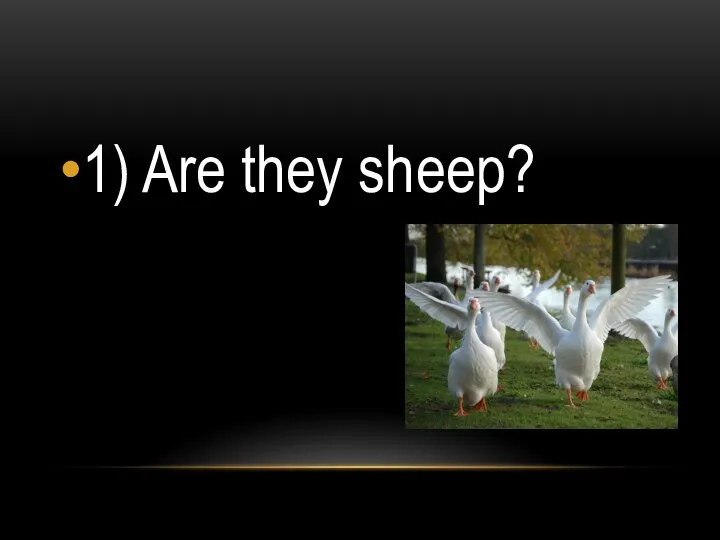 1) Are they sheep?