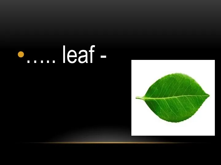 ….. leaf -