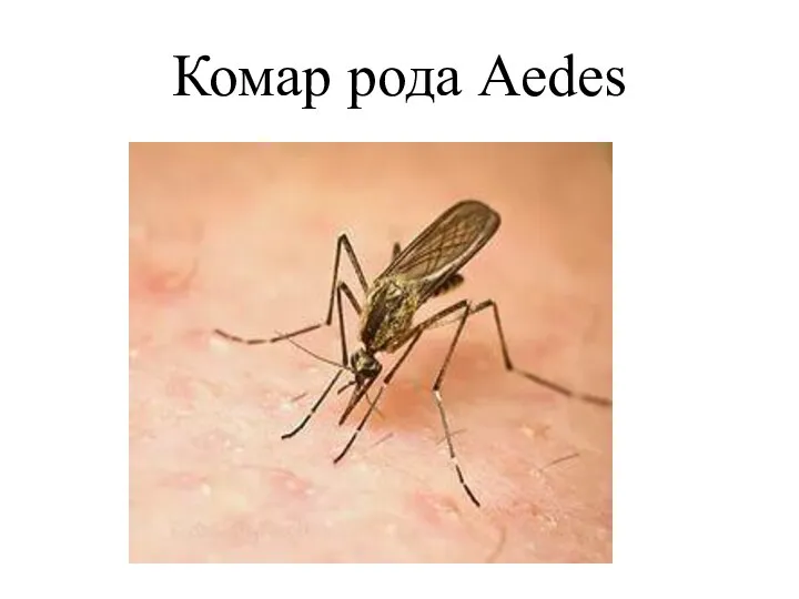 Комар рода Aedes