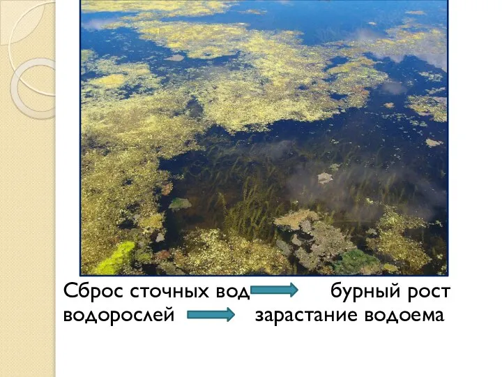 Сброс сточных вод бурный рост водорослей зарастание водоема