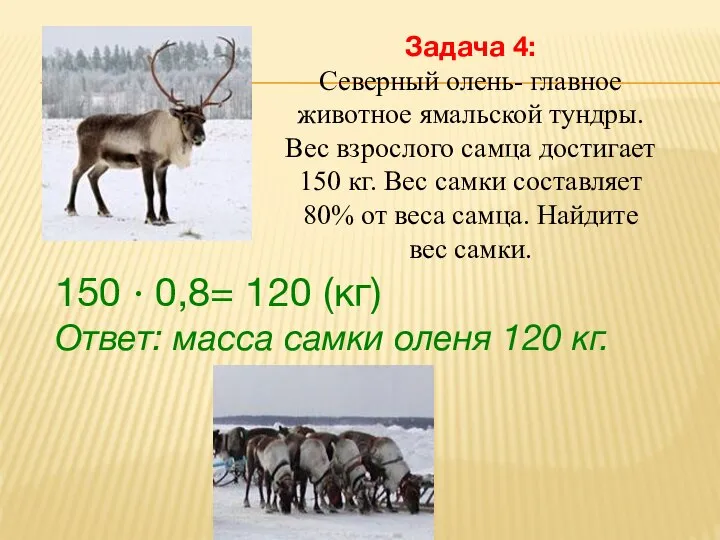 Задача 4: Северный олень- главное животное ямальской тундры. Вес взрослого самца достигает