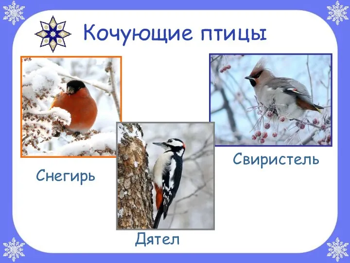 Кочующие птицы Снегирь Дятел Свиристель