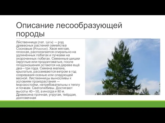 Описание лесообразующей породы Ли́ственница (лат. Lárix) — род древесных растений семейства Сосновые