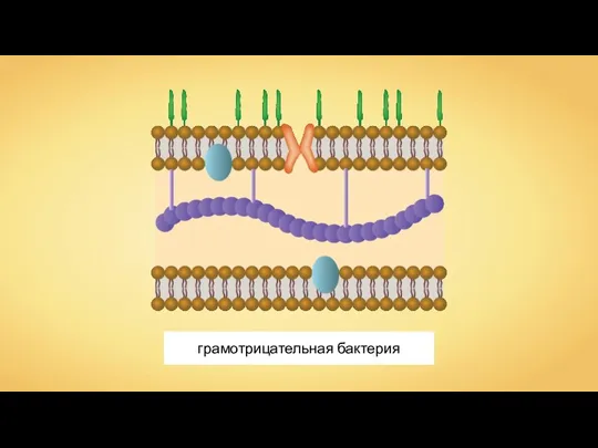 грамотрицательная бактерия
