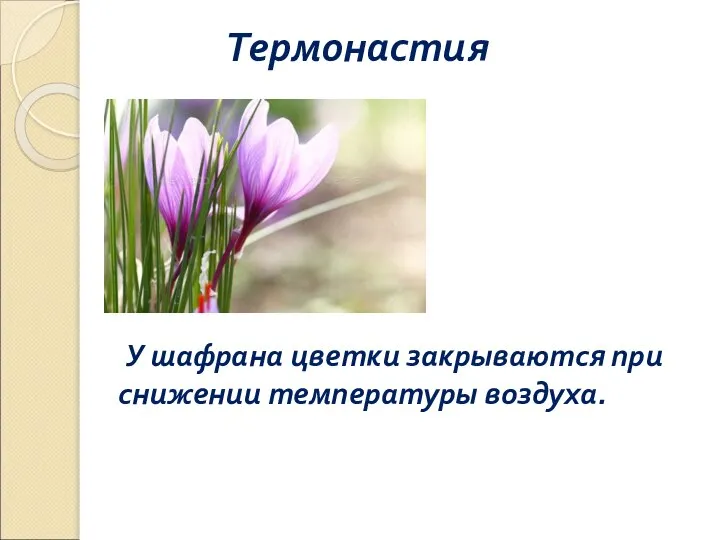 Термонастия У шафрана цветки закрываются при снижении температуры воздуха.