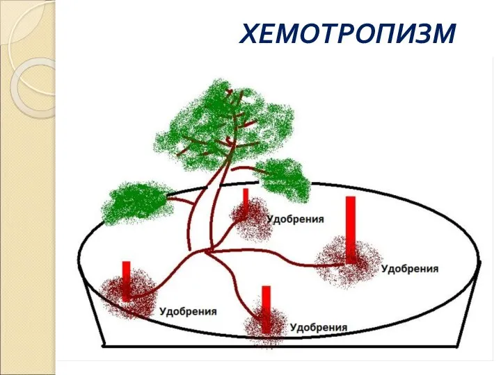 ХЕМОТРОПИЗМ