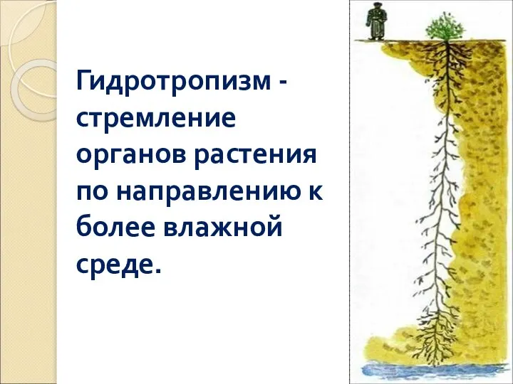 Гидротропизм - стремление органов растения по направлению к более влажной среде.