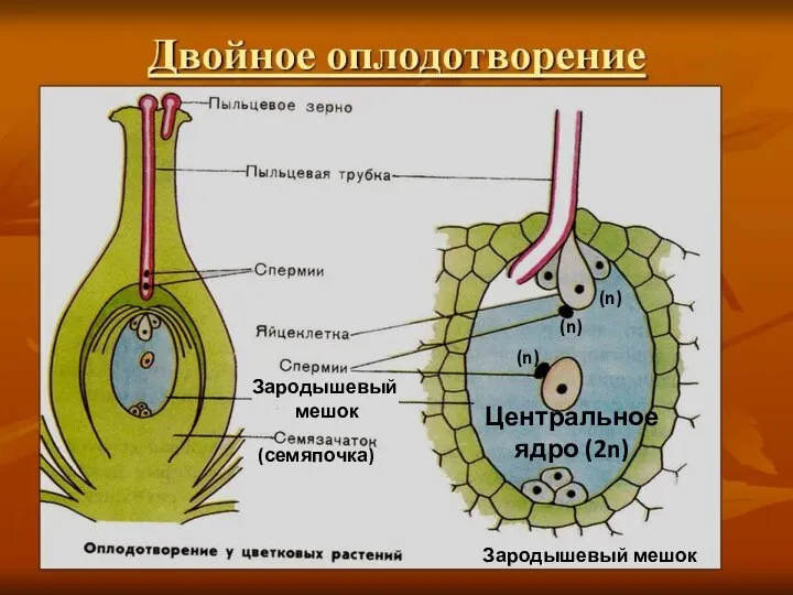Зародышевый мешок Центральное ядро (2n) (n) (n) (n) Зародышевый мешок (семяпочка)