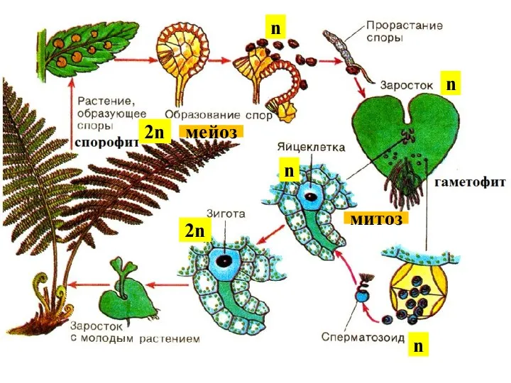 n n n мейоз митоз 2n 2n n