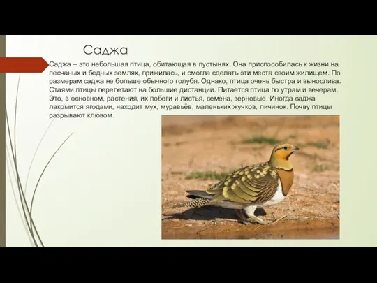 Саджа Саджа – это небольшая птица, обитающая в пустынях. Она приспособилась к